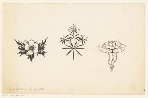 Two kinds of plants and a water lily