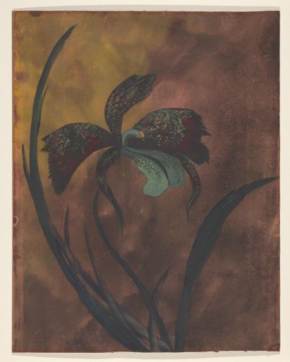 Orchid