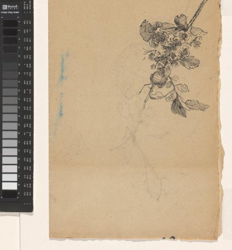 Blossom and trees