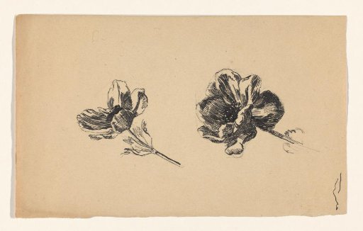 Two flowers