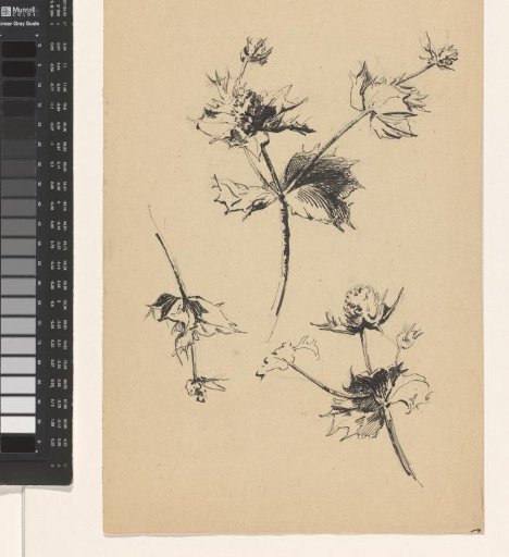 Branches with flowers