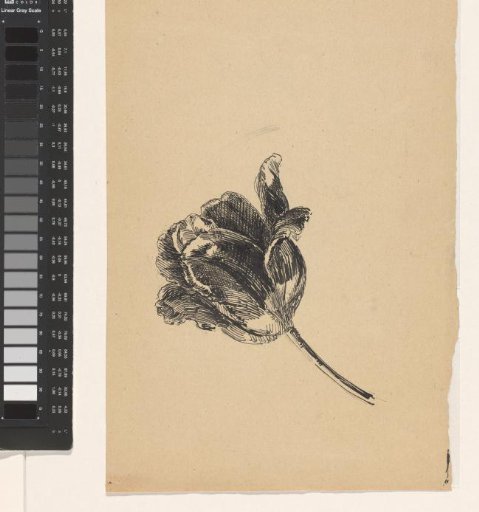 Tulip