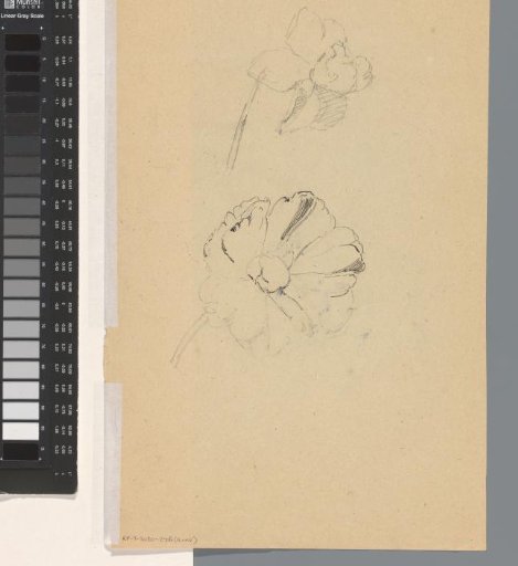 Two flowers