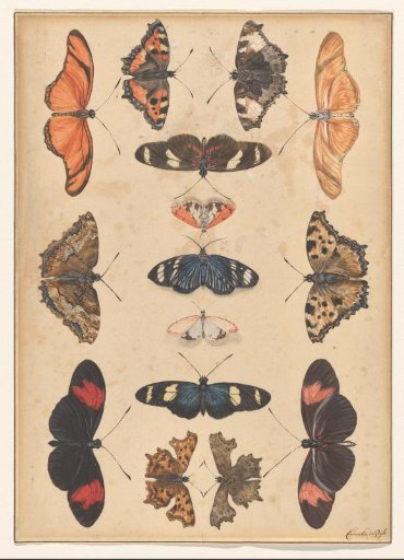 Butterflies