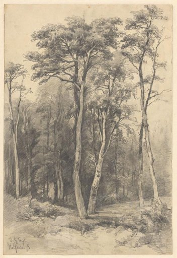 Wood at Wolfheze