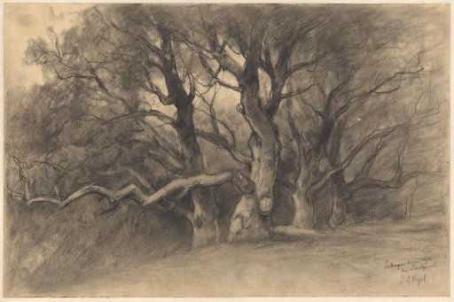 Trees on the sheep dune near Santpoort