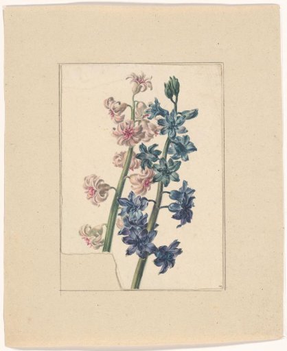 Pink and blue hyacinth