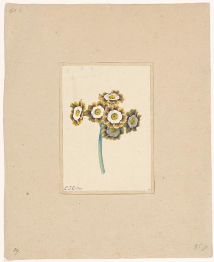 Primula auricula