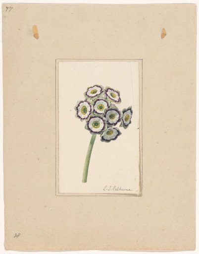 Primula auricula