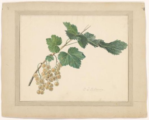 Blackcurrant
