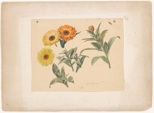 Marigolds