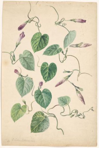 Ipomoea