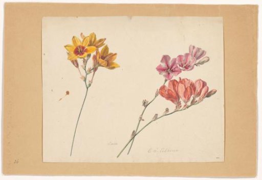 Ixia maculata
