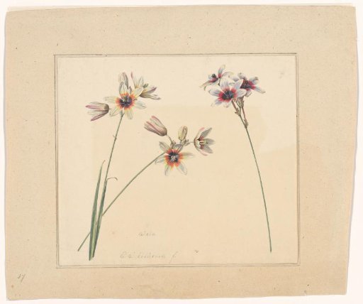 Ixia