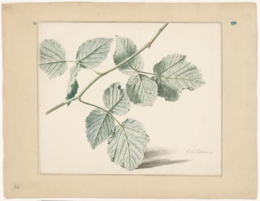 Back of a branch of a raspberry bush