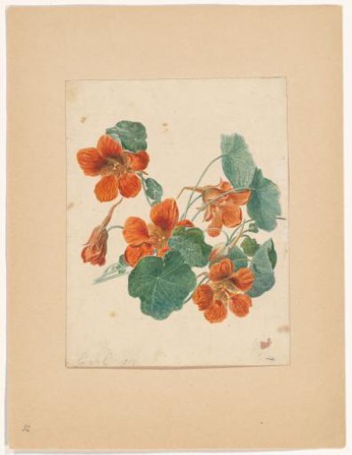 Indian cress