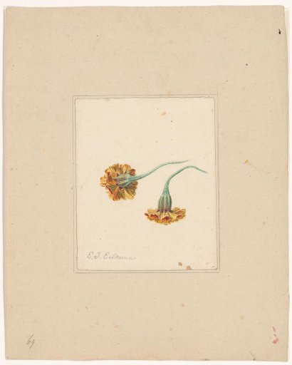 Small striped seed