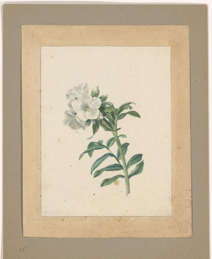Polemonium carneum