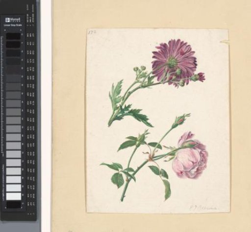 Chrysanthemum?
