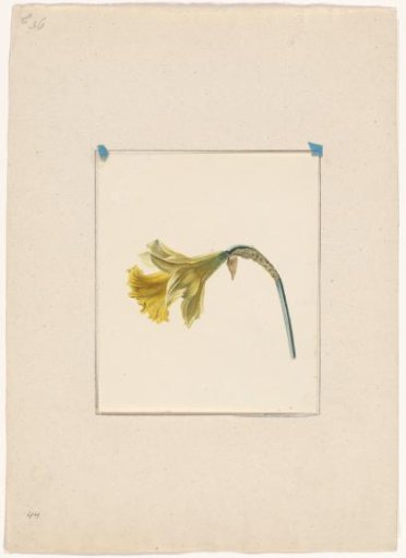 Narcissus