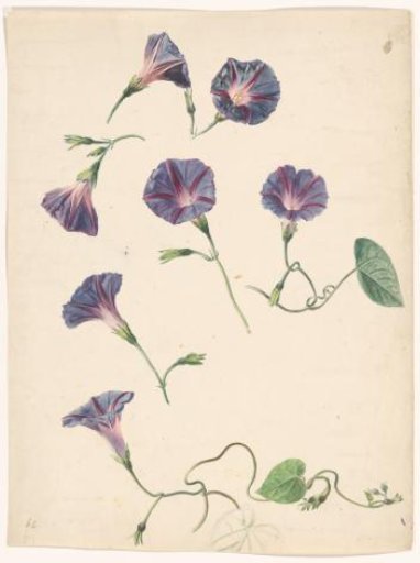 Morning glory (Ipomoea purpurea)