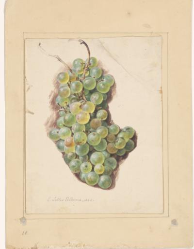 Grapes