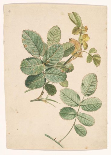 Leaves
