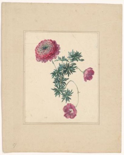 Snapdragon?