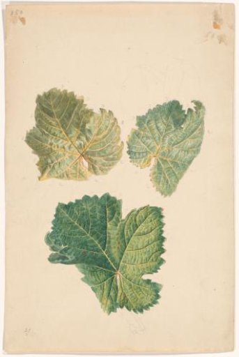 European vine