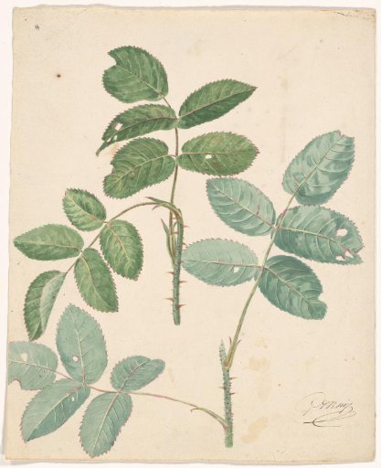 Leaves