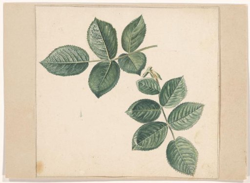 Leaves