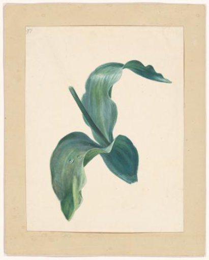 Leaves