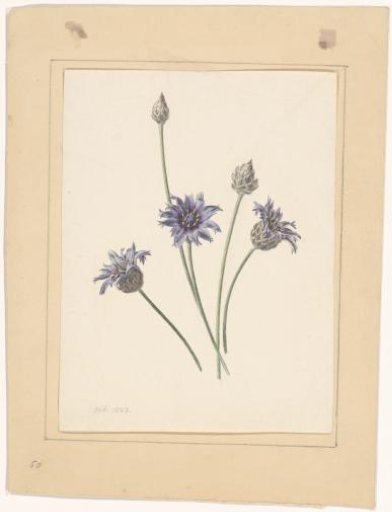 Cornflower / Blue strawflower
