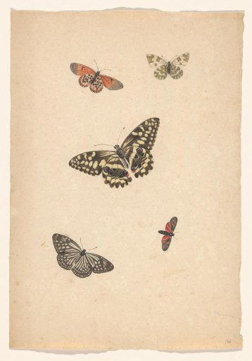 Five butterflies