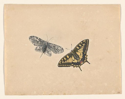 Giant Leopard Moth and Swallowtail Butterfly