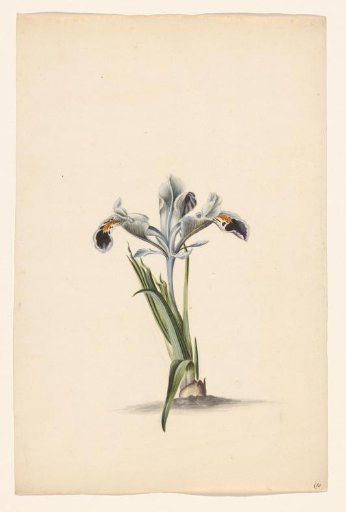 White iris