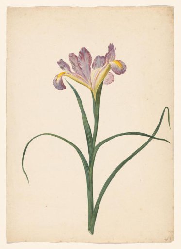 Pink iris