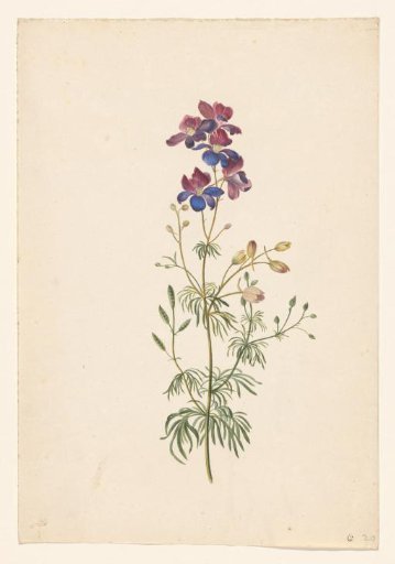 Delphinium