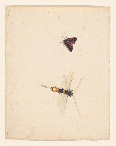 Moth and dragonfly