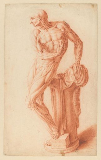 Écorché of a standing man, turned to the left, leaning on a pedestal