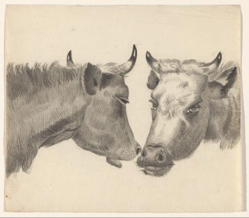 Two cow heads