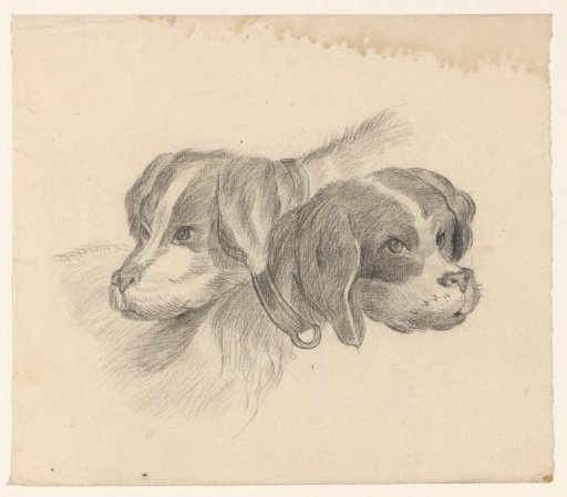 Two dogs