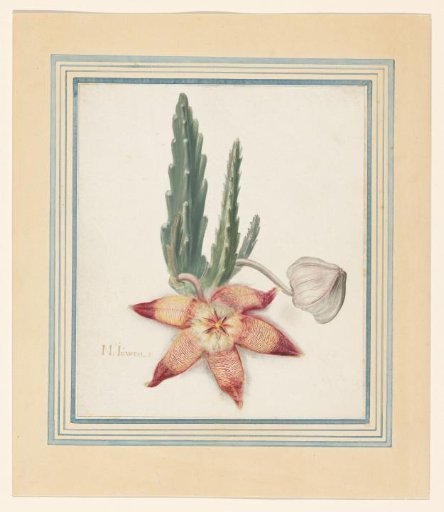 Starfish Flower (Stapelia hirsuta)