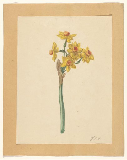 Narcissus