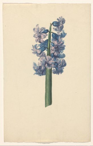 Hyacinth