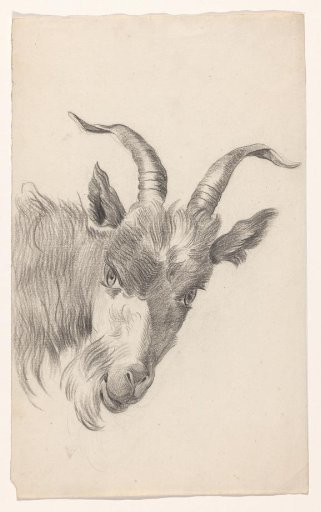 Kid Goat