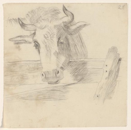 Cow