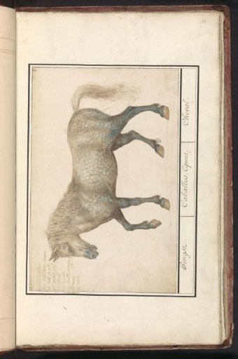 Horse (Equus ferus caballus)