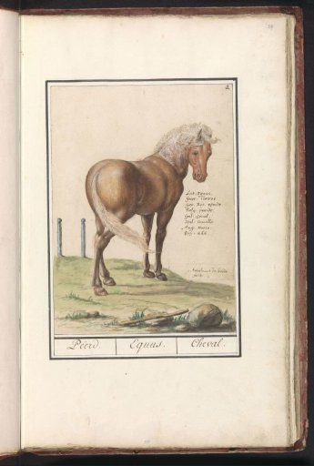Horse (Equus ferus caballus)
