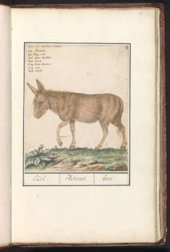 Donkey (Equus africanus asinus)